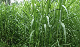 Pennisetum purpureum